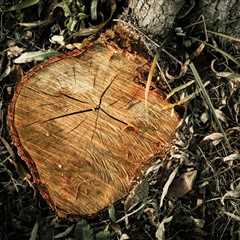 The Ultimate Guide to Truco Tree Removal: Essential Steps for a Safe and Beautiful Yard (2026)