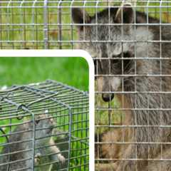 Combining Wildlife Removal Services with Efficient Lawn Equipment Solutions