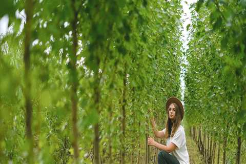 Enhance Your Home Renovation with Expert Tree Pruning in Portland