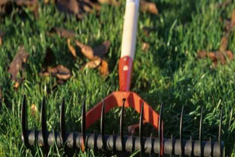 Ensure Tree Safety and Lawn Health in Northern Virginia