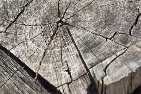 Ensure Safety with Expert Tree Inspection & Stump Removal