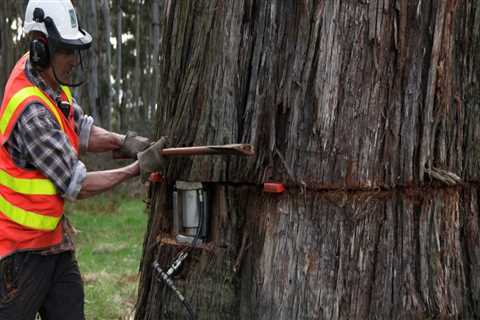 Tree Felling Tips to Improve Access for Moving Trucks