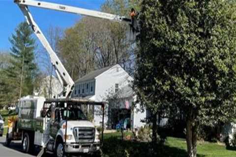 The Benefits of Tree Care Services Before Packing and Moving