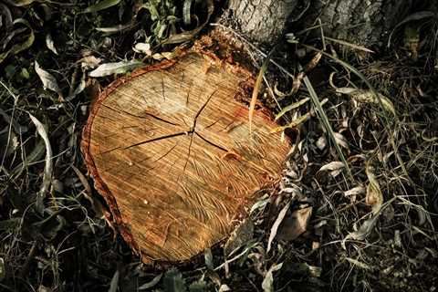 The Ultimate Guide to Truco Tree Removal: Essential Steps for a Safe and Beautiful Yard (2026)