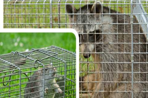 Combining Wildlife Removal Services with Efficient Lawn Equipment Solutions
