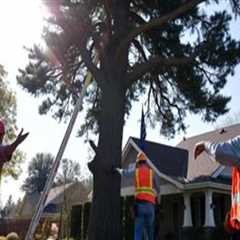 Coordinating Large-Scale Tree Removal Projects with Professional Support Services