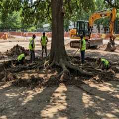 Understanding Tree Excavation: Do You Need to Remove All Roots?