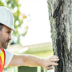 Why Tree Inspection Matters for Reliable Tree Service in Maysville