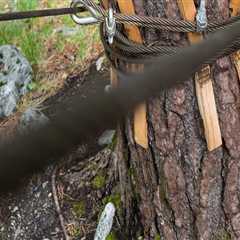 The Connection Between Tree Safety and Preventing Damage During Moving Day