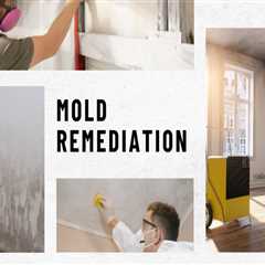 Effective Mold Remediation in St. Louis Park, MN