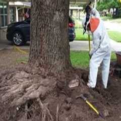 How Outdoor Surface Repairs Can Affect Nearby Tree Health and Root Systems