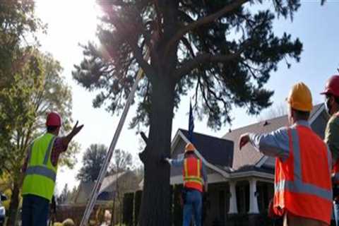 Coordinating Large-Scale Tree Removal Projects with Professional Support Services