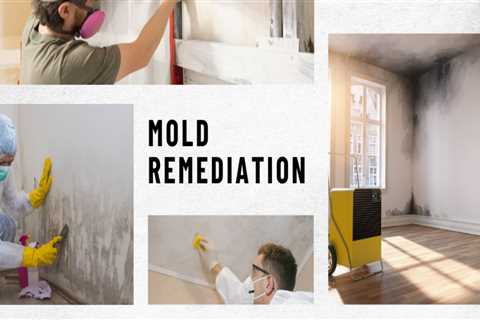 Effective Mold Remediation in St. Louis Park, MN