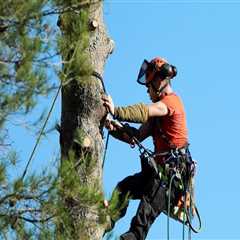 Enhance Your Lawn with Expert Large Tree Removal in Portland