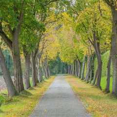 Ensuring Tree Safety and Health in Chesapeake